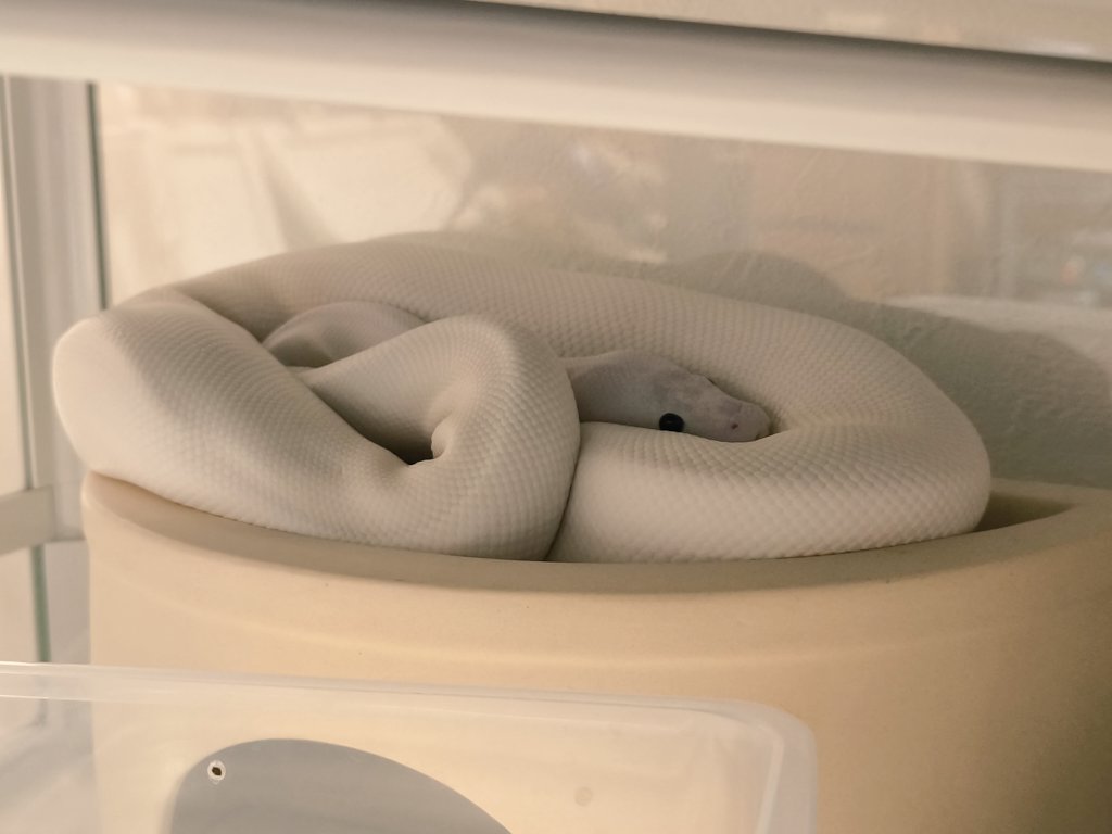 今日のリーヌは何故かシェルターの水入れ部分に山盛りになってる🥰