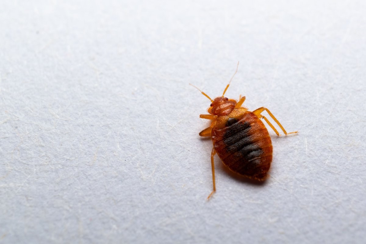 877DEADBUG's tweet image. If bed bugs can survive without food for over two months (sometimes up to six), then you can make it through this Monday. 😤 
.
.
.
#motivationalmonday #pestcontrol #877deadbug