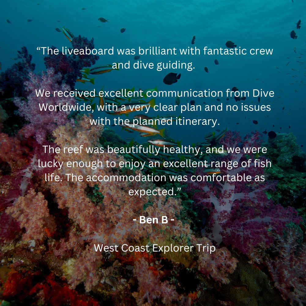 Dive Worldwide tweet media