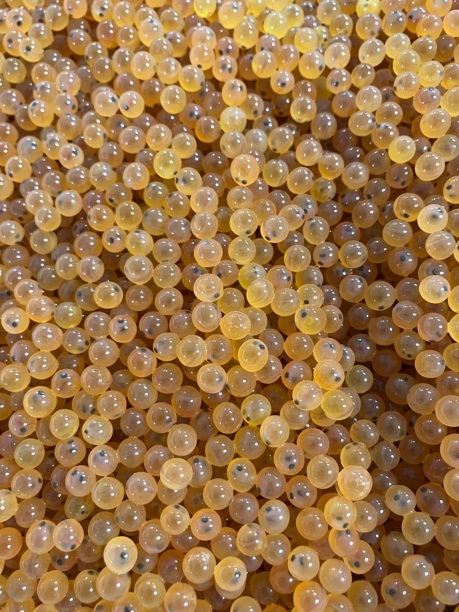 pafishandboat's tweet image. 125k Lake Trout eggs have arrived at Pleasant Mount State Fish Hatchery from Sullivan Creek National Fish Hatchery, MI! We’ll raise them for stocking at East Branch Lake next fall and Raystown Lake in spring 2026. Join the thousands of Lake Trout we stock yearly! @USFWS #FishPA