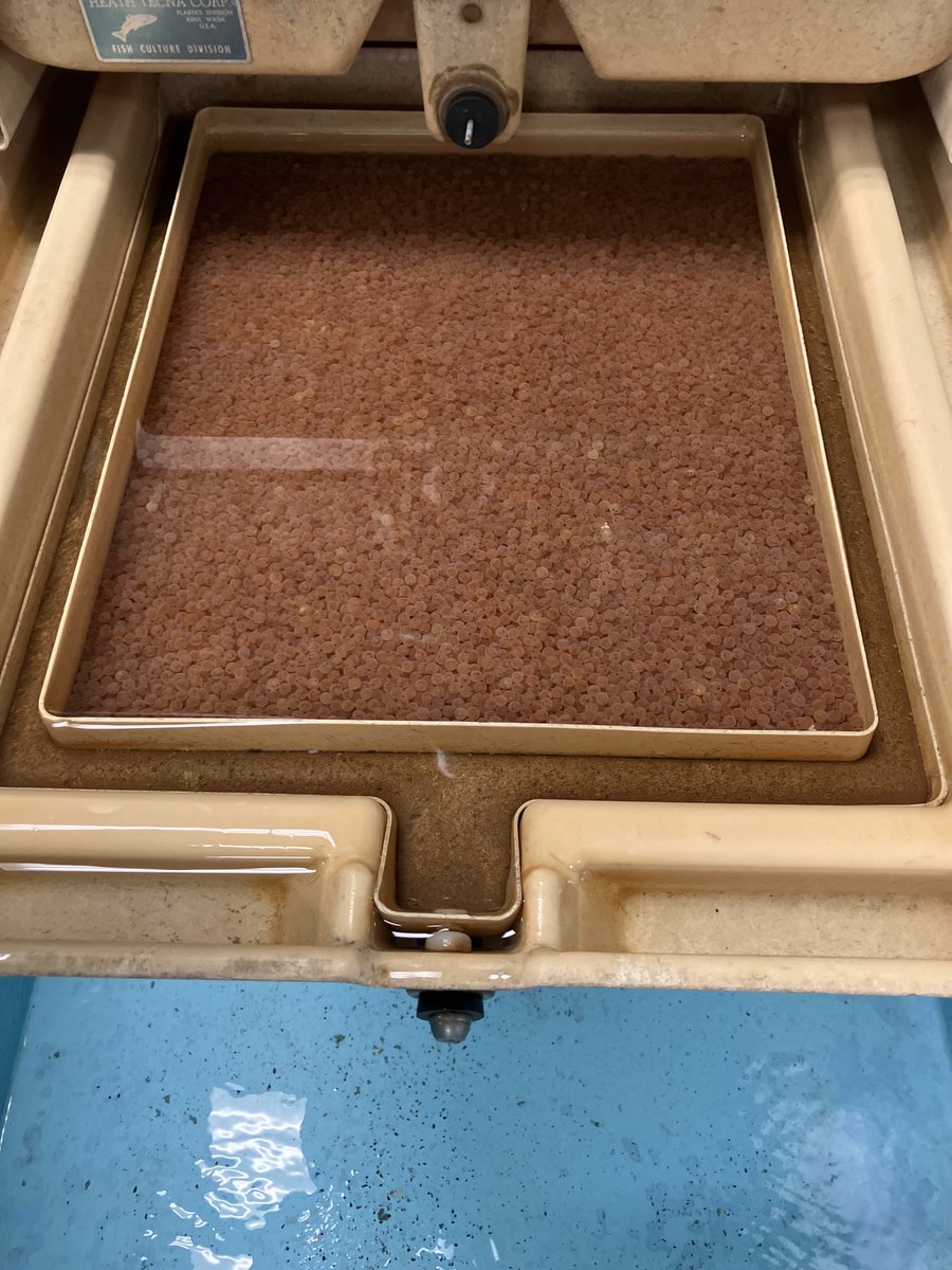 pafishandboat's tweet image. 125k Lake Trout eggs have arrived at Pleasant Mount State Fish Hatchery from Sullivan Creek National Fish Hatchery, MI! We’ll raise them for stocking at East Branch Lake next fall and Raystown Lake in spring 2026. Join the thousands of Lake Trout we stock yearly! @USFWS #FishPA