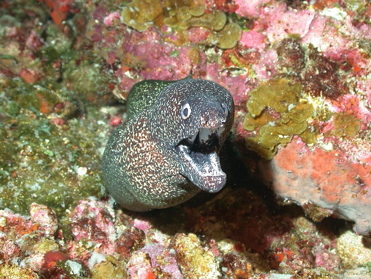NOAACoral's tweet photo. Us realizing that #CoralWeek is over 😯❌🔚
vs.
Us remembering that on THIS page, every week is Coral Week! 😁🎉🪸
https://t.co/kjxw1Hzenk https://t.co/F0JxdpaNsZ