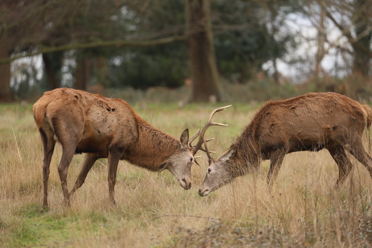 Red and fallow deer at Richmond Park, London