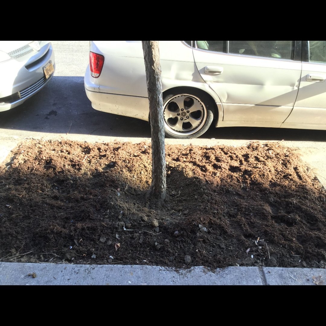 BaxterHogan's tweet photo. #citizenpruner
#streettrees https://t.co/SBGrNCLyV7