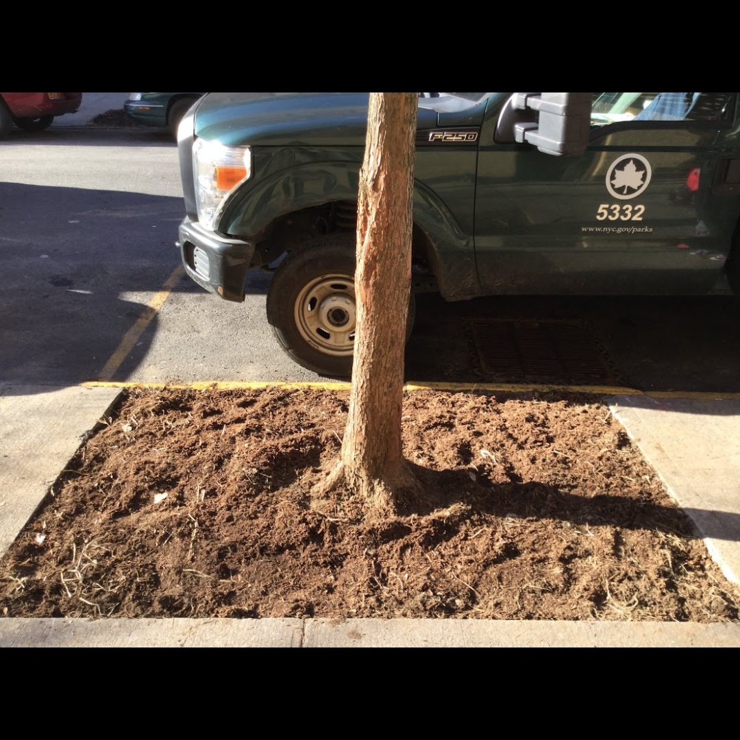 BaxterHogan's tweet photo. #citizenpruner
#streettrees https://t.co/SBGrNCLyV7
