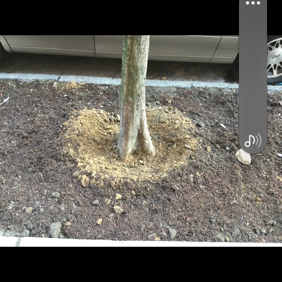 BaxterHogan's tweet photo. #citizenpruner
#streettrees https://t.co/SBGrNCLyV7