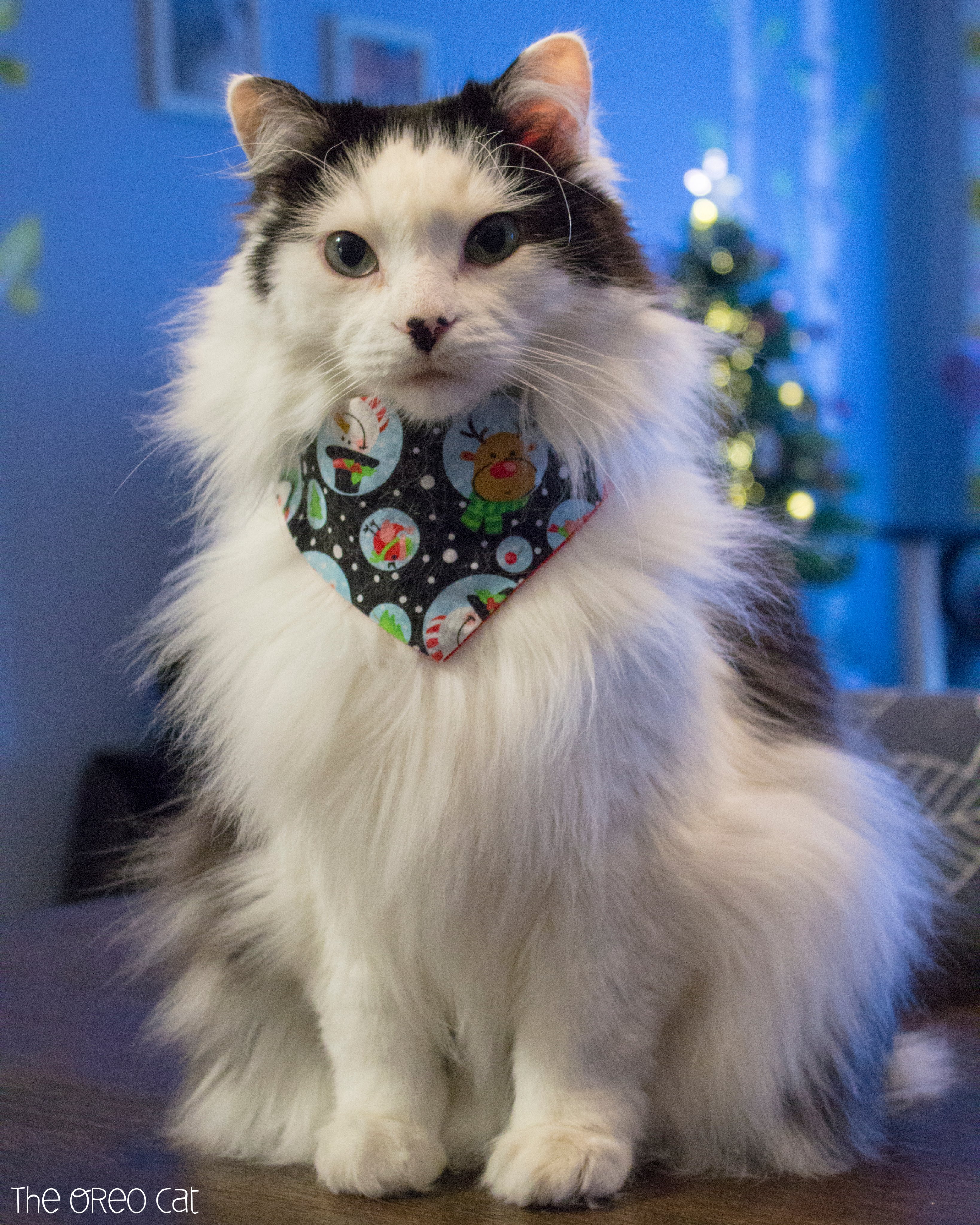 Oreo cat collar 2025