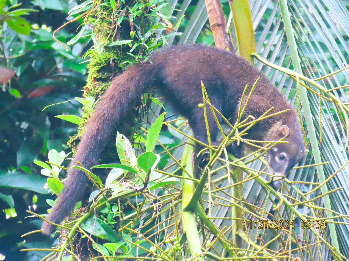 birdbud88's tweet photo. Costa Rican Coatis 😃 #NaturePhotography #TwitterNatureCommunity #TwitterNaturePhotography #nature #wildlifephotography #Coatis #CostaRicaNov2024 https://t.co/NA5LPPry1H
