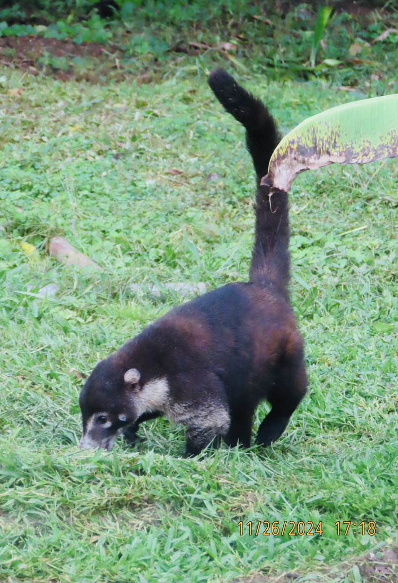 birdbud88's tweet photo. Costa Rican Coatis 😃 #NaturePhotography #TwitterNatureCommunity #TwitterNaturePhotography #nature #wildlifephotography #Coatis #CostaRicaNov2024 https://t.co/NA5LPPry1H