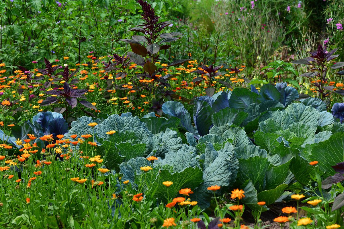 ResistanceToken's tweet photo. Trivia Question for the week 🔥

What is the primary purpose of companion planting in gardening?

$RES #RES #ResTech #SOL #Solana #WeThePeople #sovereignty

 Join The Resistance 🔥💪
@ResistanceToken 
Ca:AqY9W5v4UTwEsyGTNvdXDppUZC5kj9jz6H94KA5RtCUB https://t.co/yZNkIeSRM5