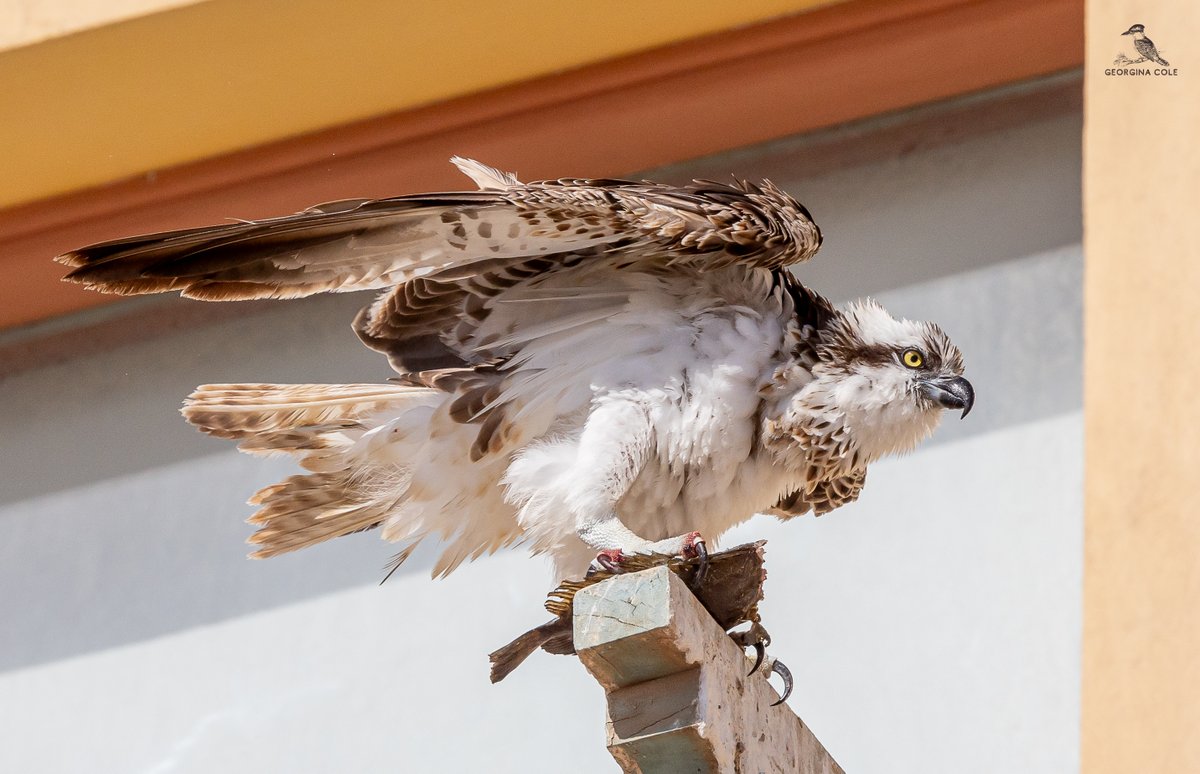 Fish for breakfast......again.
#birdsredsea