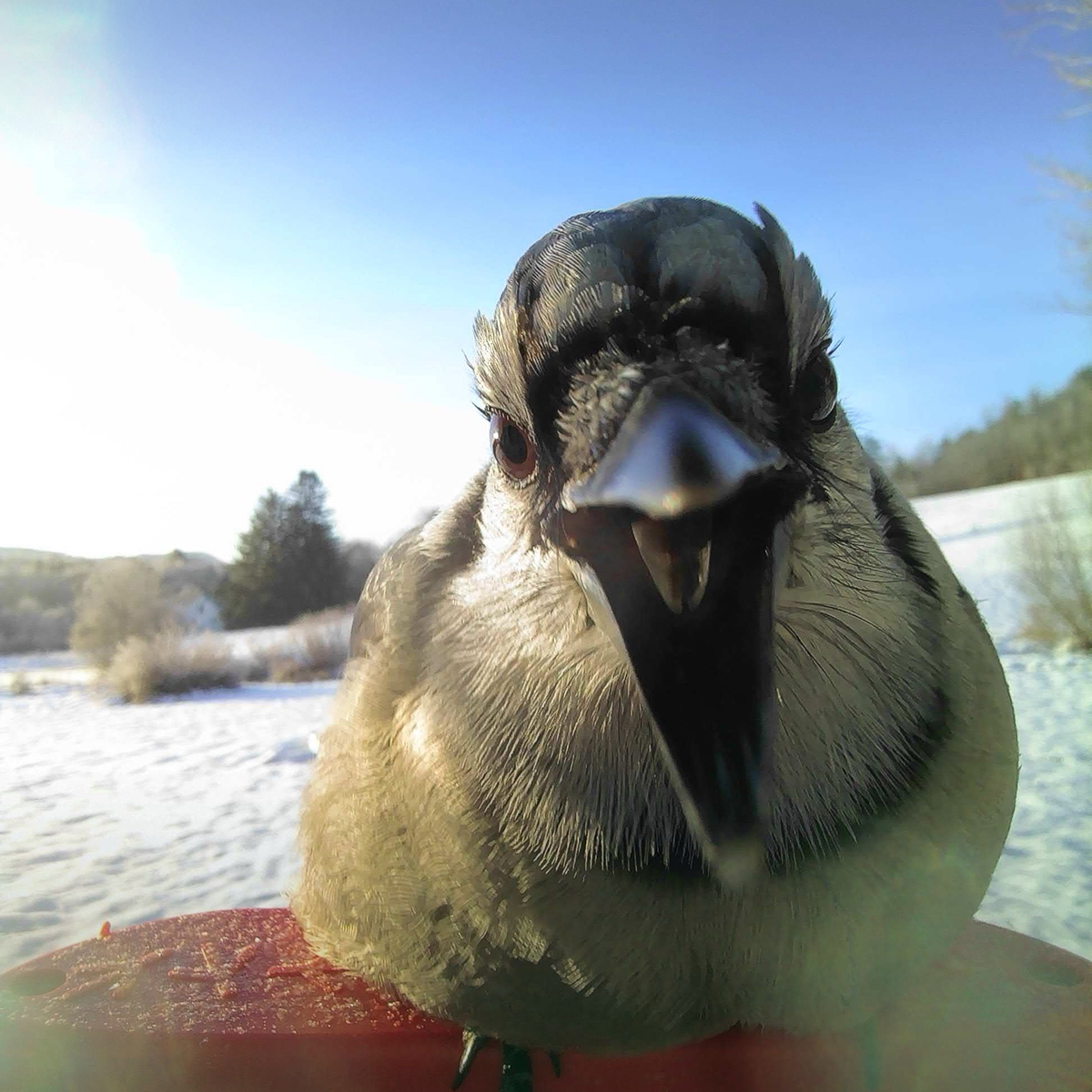 Just saying good morning, Vermont!

#MondayTweets #BlueJay #ThisIsVermont