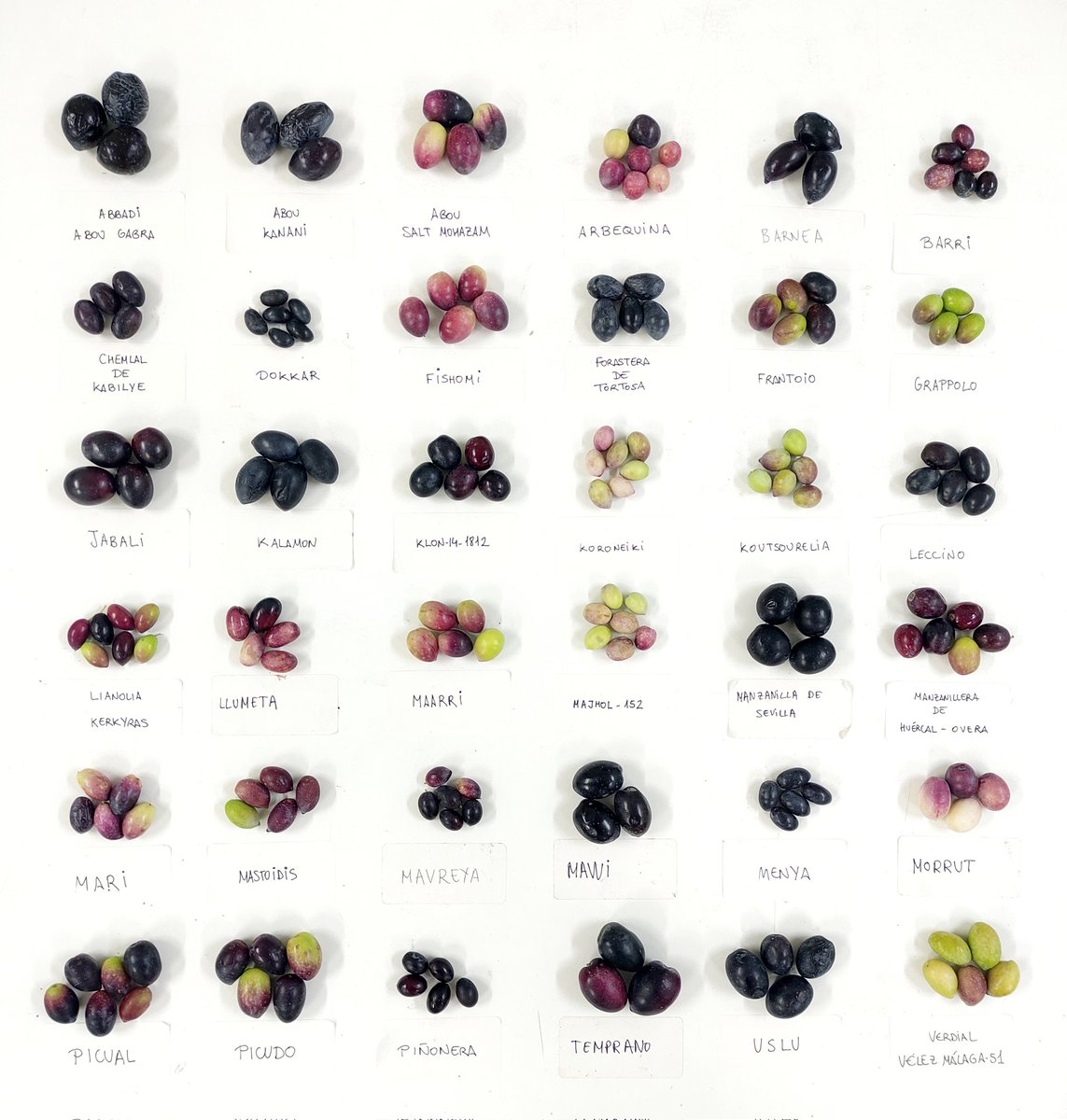 Fco Jesús Gómez tweet media