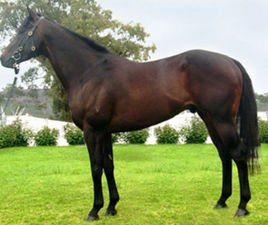 HORSERACING1002's tweet photo. WAY WEST🇫🇷1990
(GONE WEST - GREENWAY BY TARGOWICE)#WayWest
B/O Wertheimer et Frere🇫🇷March 21, 1990
T/ C. Head
18-3-2-5---$125,574
Prix Servanne
2nd Prix De Ris-Orangis G3,
3rd Prix Contessina, Prix De Montretout, Prix De Seine-Et-Oise G3, Prix Du Gros-Chene G2, Prix de Saint-George's G3
Stood at Charter Tbs, O'Sullivan Farm, Sired, Alina Alina, Brothersofdrink, Color Parade, Flamethrowintexan, Gathering King's, Gone Prospecting, Imarealguy, J P West, Meandmyloveman, Paugus Bay, Perfect Way, Sweet Tentation, Way To The Top, Westerly Magic, Western Pride, Western Wonder,
Died March 26, 2006
(Laminitis)