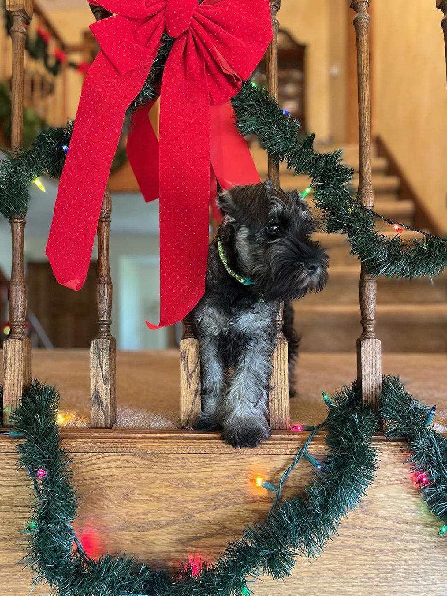 Oliver Holcomb tweet media