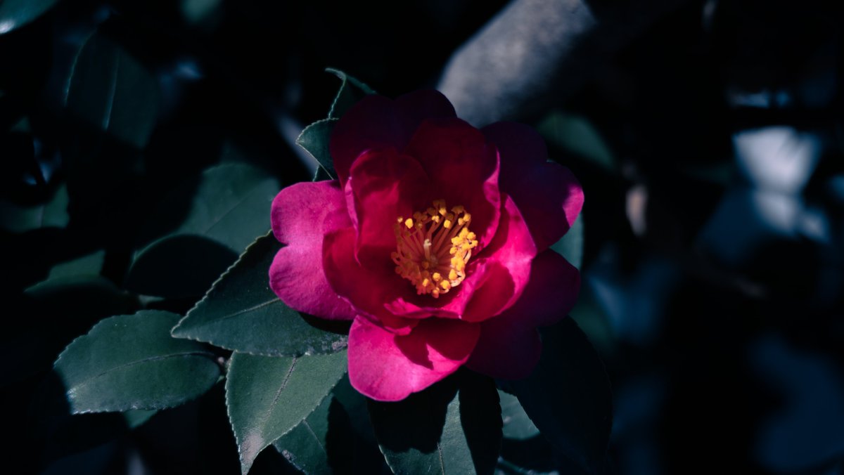 ihgrv679's tweet image. 如何様にも。
#コメントください。