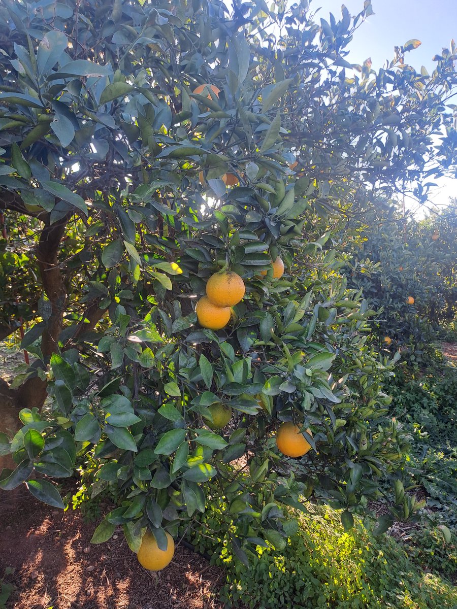 turismobetera's tweet photo. 🌟 Éxito de las Rutas Universales de la Naranja en Bétera 🌟
🍊 Gracias a la silla oruga y la intérprete de lengua de signos, hemos hecho de esta experiencia un evento inclusivo para todos. ¡Un verdadero éxito! 🙌🍊
📸 Comparte tus fotos con #RutasUniversalesDeLaNaranja! https://t.co/rfYBpnLlp8