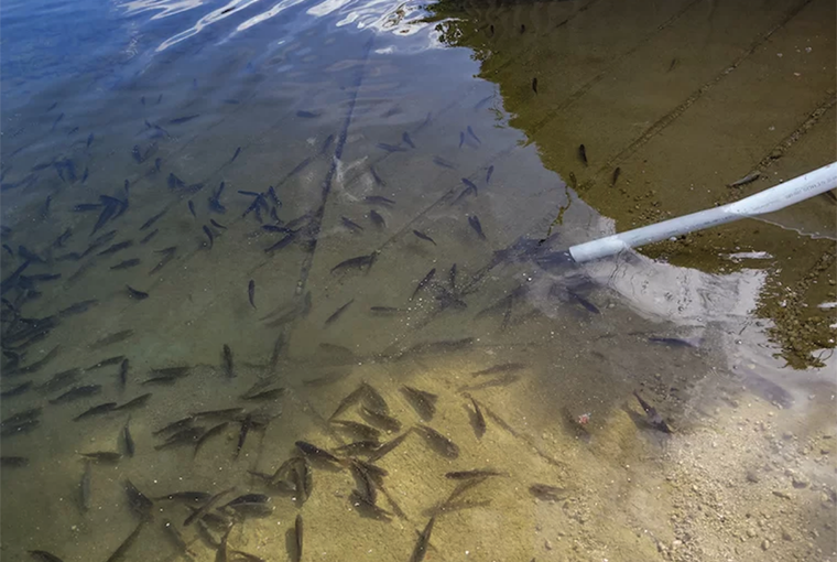OODMag's tweet photo. $75 million invested in Ontario’s fish hatcheries.
https://t.co/WKFpPXl9oR
@GraydonTheMPP
@FishWildlifeON
@ofah
#Hunting #Fishing #Outdoors #Hatcheries #FishHatcheries #Modernization https://t.co/qGZNh9TtRs