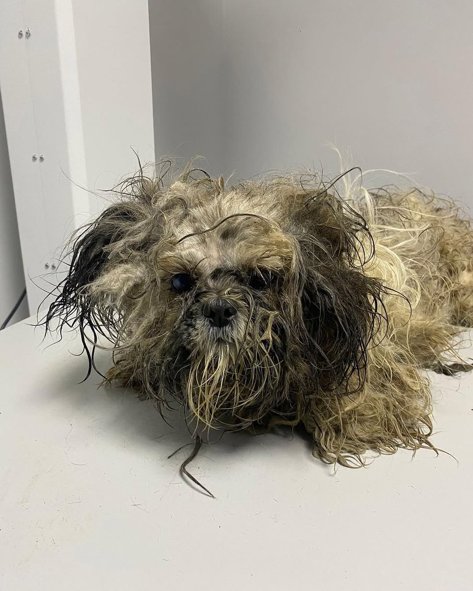 Pekinez bulunmuştur Şu an klinikte  Kalçasında kırık var.Uzun süre sokakta kalmış  Dişi Kaybı olan var mı?  

İnstagram <a href="/corludohas/">DOHAS - DOĞA VE HAYVAN SEVERLER DERNEĞİ</a> 

#SokakHayvanlarıSahipsizDeğil