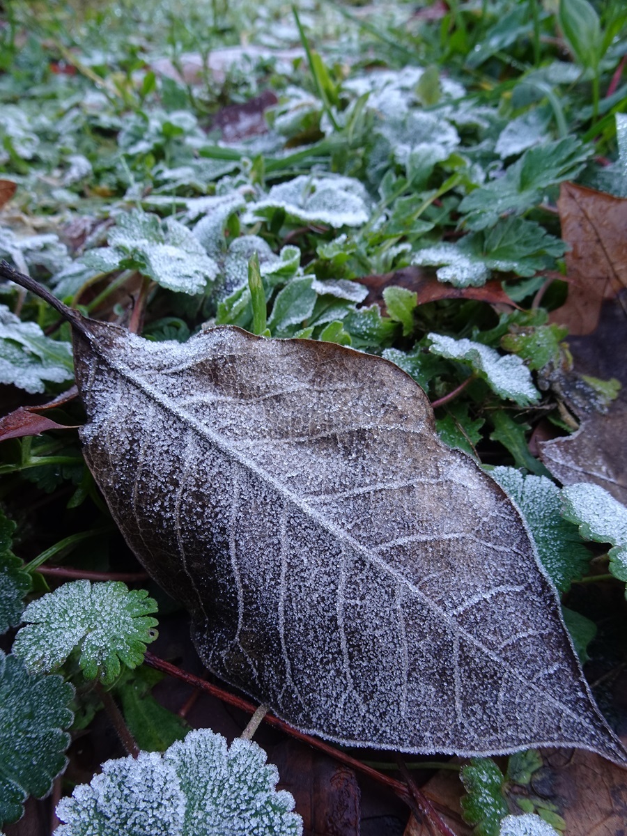 FelixtHart1's tweet photo. Com m'agrada el fred...🤍
Matins gebrats.❄️
#ElTemps3Cat #meteocat #gebre #fred #escarcha #frio #meteo #natura #invierno #arbucies
@meteocat @angelgalanmont @gemmapuigf @sarai_sarroca @eliseuvilaclara @Meteo_Roses @Meteoboig1 @MeteoGasso @MeteoMauri @meteo_garraf @MeteoSantFost https://t.co/igP9pPqtBs
