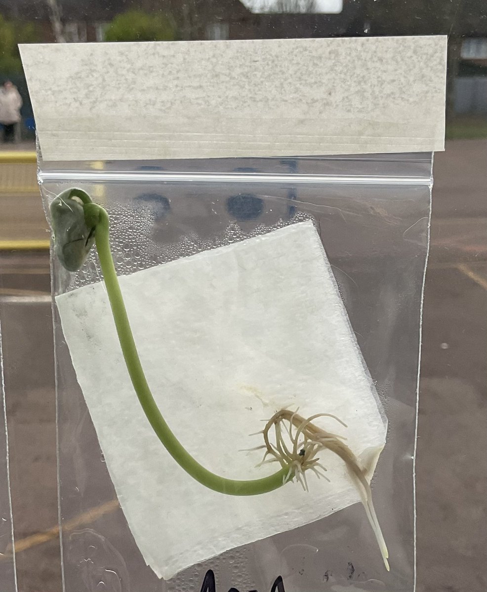 Mr King (@mrkingyear3) on Twitter photo Year 3โs green bean seeds have been sprouting steadily in the window over the last couple of weeks, and weโve been had a front row seat to witness the germination stage of the life cycle of a plant! <a href="/BurfordPrim/">Burford Primary School</a> Year 3โs green bean seeds have been sprouting steadily in the window over the last couple of weeks, and weโve been had a front row seat to witness the germination stage of the life cycle of a plant! <a href="/BurfordPrim/">Burford Primary School</a>