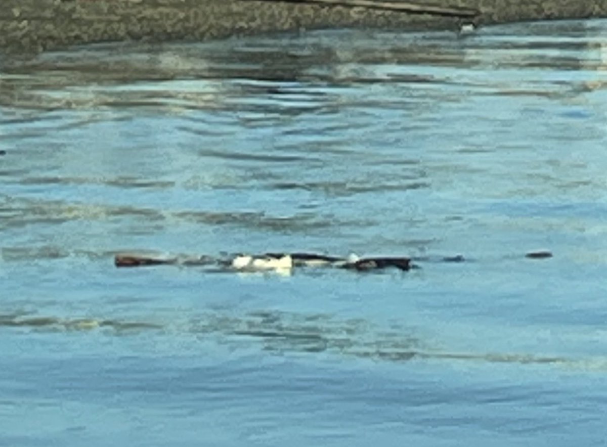 MomofOdieDexter's tweet photo. Does you see what I see? No? Look again. Yep that’s snow flowing down the river to the ocean! It musta come from way up there after the storm!😱
#Nooooooooooo
#dogs #dogsoftwitter #dogsofx https://t.co/zHmY7dtGAK