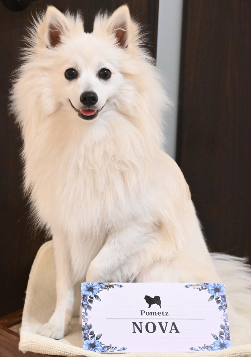 NOVA_X_225's tweet photo. ノヴァのカート用プレートが届きました🐶

イベントで見かけたらぜひ声掛けてください🥰

#日本スピッツ #ポメラニアン #ポメッツ
#犬好きさんと繋がりたい #いぬのいる暮らし #犬のいる幸せ https://t.co/vJpfQltBz3