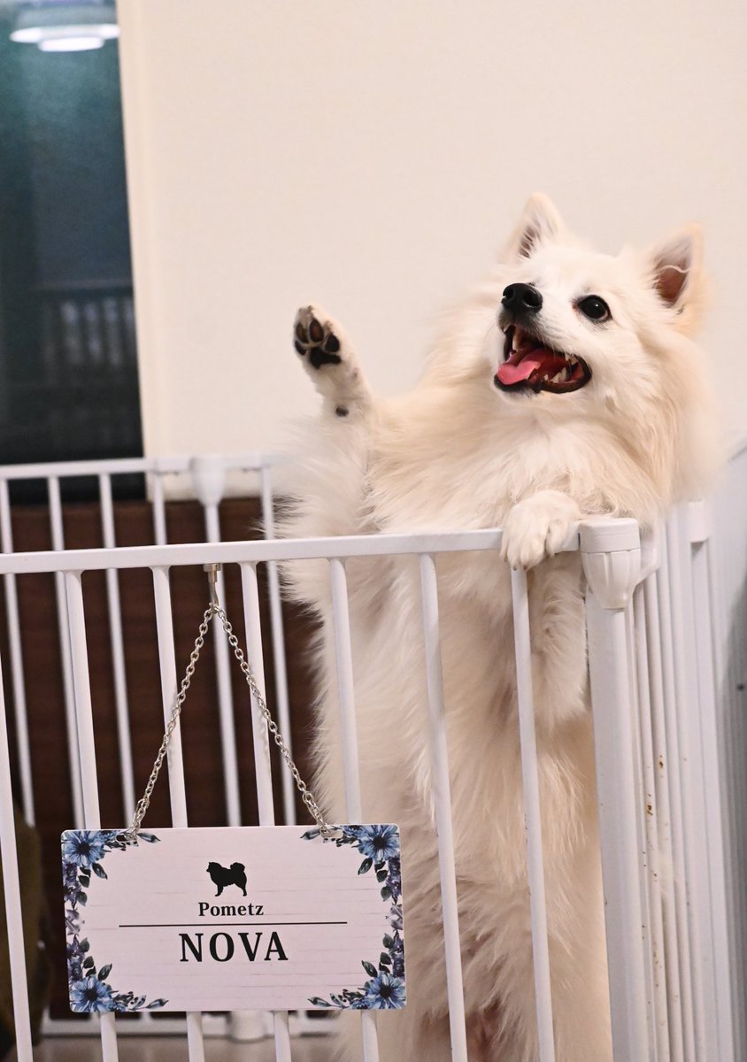 NOVA_X_225's tweet photo. ノヴァのカート用プレートが届きました🐶

イベントで見かけたらぜひ声掛けてください🥰

#日本スピッツ #ポメラニアン #ポメッツ
#犬好きさんと繋がりたい #いぬのいる暮らし #犬のいる幸せ https://t.co/vJpfQltBz3