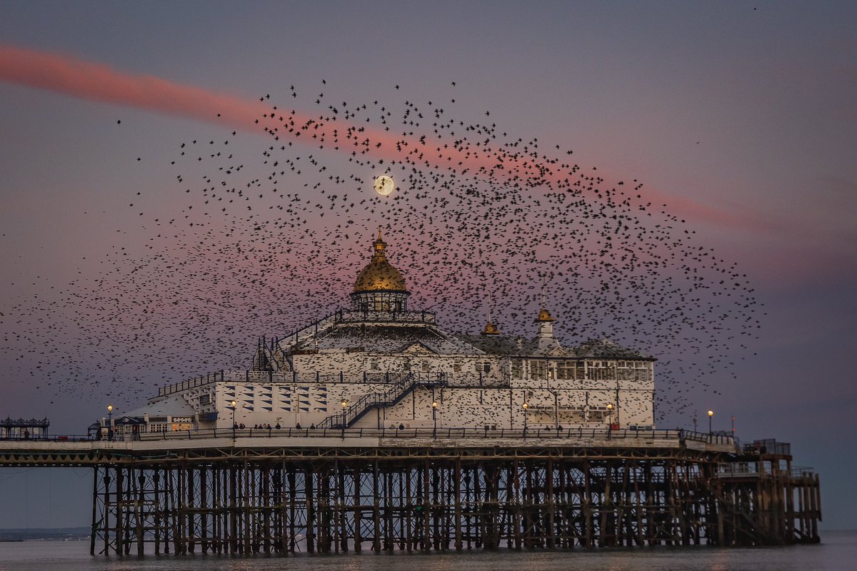 Leeprin48890181's tweet photo. Eastbourne Pier with Starlings & Rare Cold Moon rising for Last time unit 2043
#EastbournePier
#fsprintmonday #ShareMonday2024 #ThePhotoHour #FullColdMoon #PhotoOfTheDay
@CanonUKandIE @OPOTY @AP_Magazine @BBCSouthWeather https://t.co/sKgM7QBHPp