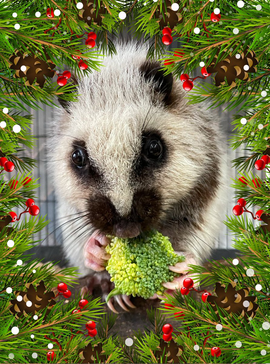 fudgeandco's tweet photo. 🎅🏻🎄 9 DAYS TO GO! 🎄🎅🏻

Back to the cute and fluffy today with Remus the Luzon Cloud Rat, which are native to the island of Luzon in the Philippines.
#cloudrat #rodent #rat #CountdownToChristmas https://t.co/3eQyUf5E5T