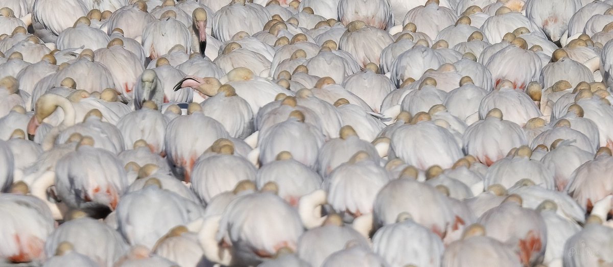 Mecanismes de protecció contra el vent que utilitzen els flamencs. Semblen romans en posició d'atac🙈🦩. <a href="/NatGeoEspana/">National Geographic</a> <a href="/terresebretur/">Terres de l'Ebre</a> <a href="/NatGeoEsp/">National Geographic España</a> <a href="/NationalGallery/">National Gallery</a> #deltadelebre