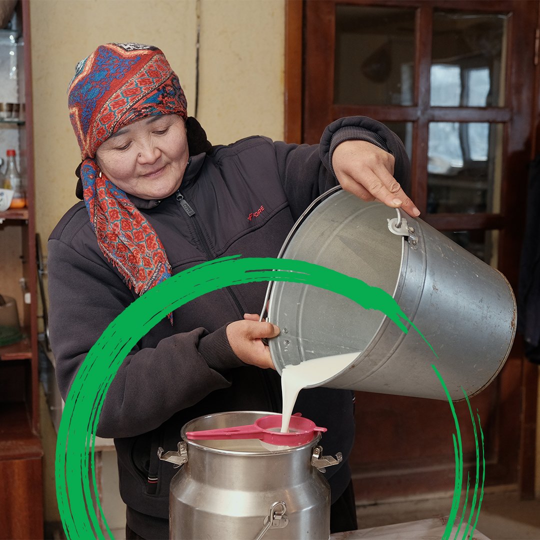 World Bank Europe and Central Asia (@worldbankeca) on Twitter photo For dairy farmers like Zamira in the #KyrgyzRepublic, access to veterinary care means healthier cows 🐄, more milk 🥛, and higher profits 📈. Learn how <a href="/WBG_IDA/">IDA - World Bank</a> is transforming the country's dairy sector: wrld.bg/ZiHz50UrK5P For dairy farmers like Zamira in the #KyrgyzRepublic, access to veterinary care means healthier cows 🐄, more milk 🥛, and higher profits 📈. Learn how <a href="/WBG_IDA/">IDA - World Bank</a> is transforming the country's dairy sector: wrld.bg/ZiHz50UrK5P