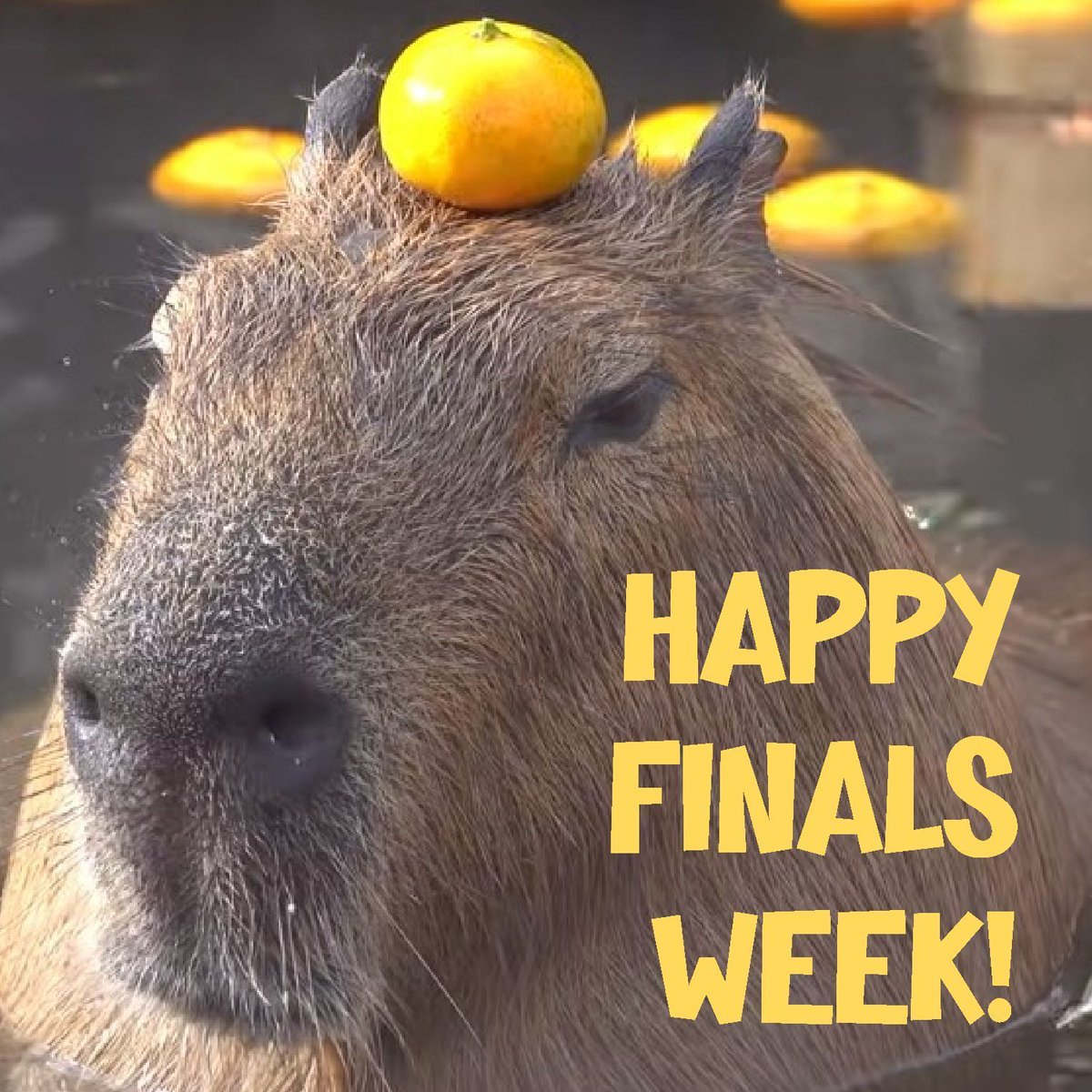 UND_CFLibrary's tweet photo. Happy finals week everyone! Stop by the #chesterfritzlibrary for therapy dogs, snacks, and coffee! #UNDproud #finalsweek https://t.co/dirJPSOEfi