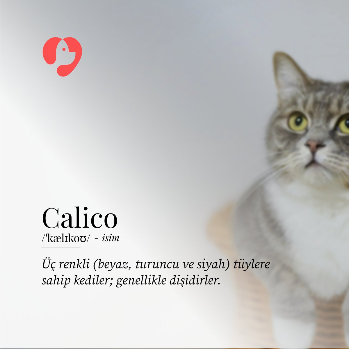 Calico

Üç renkli (beyaz, turuncu ve siyah) tüylere sahip kediler; genellikle dişidirler.

#kedi #köpek #evcilhayvan #kittykitty #calico