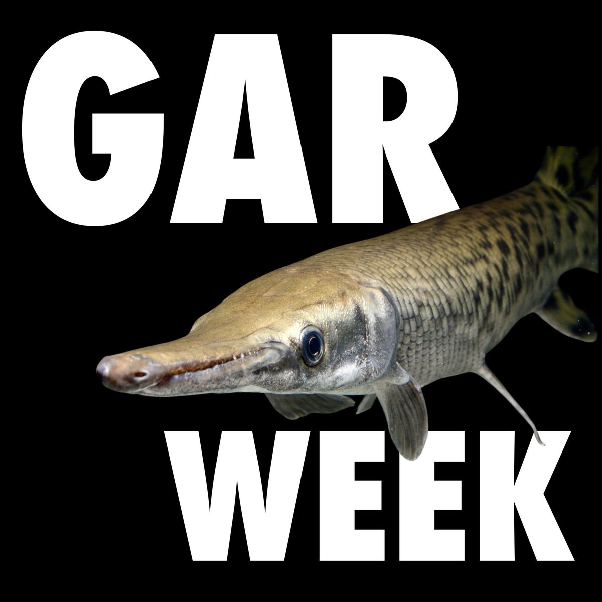 cjfas's tweet photo. It's officially #GARWEEK ❗
CJFAS and @CanJZoology will be joining the fun to bring gar and other fossil fish research to your timeline 📰
Get to know a little bit about #SpottedGar + habitat choices ➡️ https://t.co/D0tgEjGxWW (McAllister et al.)
📷 @SolomonRDavid @TheGarLab https://t.co/2g3ulO8kDz