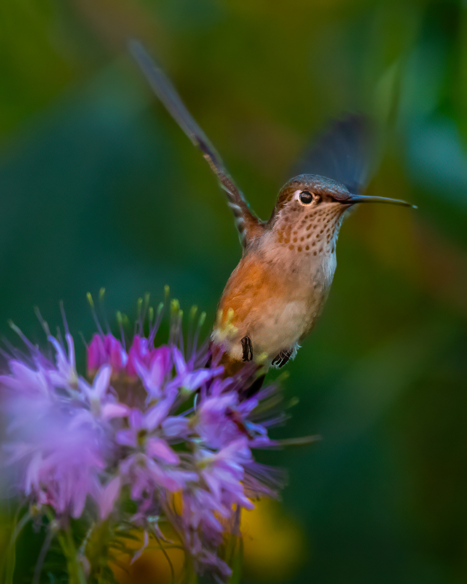 mhphotoplus's tweet photo. This Broad-tailed Hummingbird was found around a bunch of Rocky Mountain Beeplants in Garden of the Gods Park, CO. #naturephotography #wildlifephotography #birdphotography #broadtailedhummingbird #gardenofthegodspark #colorado #nikonphotography #tamronphotography https://t.co/YWUY1oWlNA
