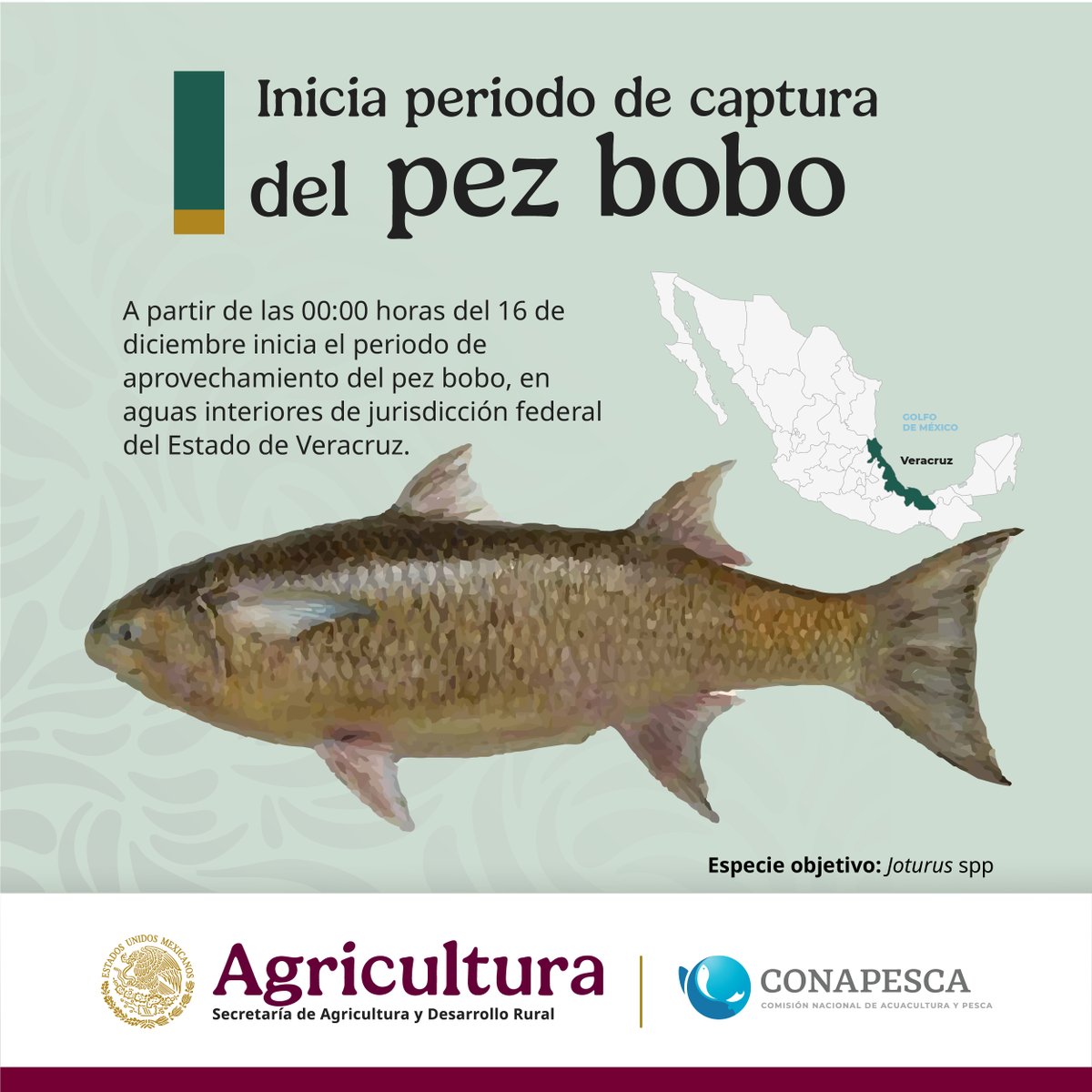 Conapesca's tweet photo. Inicia periodo de captura de pez bobo.  

#Vedas https://t.co/fPkCW5s5mG