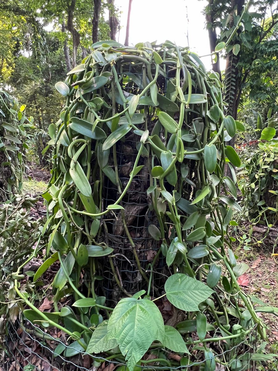 antillesguyane's tweet photo. 🌿 Atelier Ti-Moun : Découverte de la Vanille au Parc de La Source à Bouillante
📅 Samedi 21 décembre 2024 à 10h30
👧👦 Pour les enfants de 6 à 12 ans (groupe max : 24)
🌟 Atelier gratuit, mais inscription obligatoire: https://t.co/NhCf7S6819
#Guadeloupe #AteliersEnfants #vanille https://t.co/BBO3C8afKV