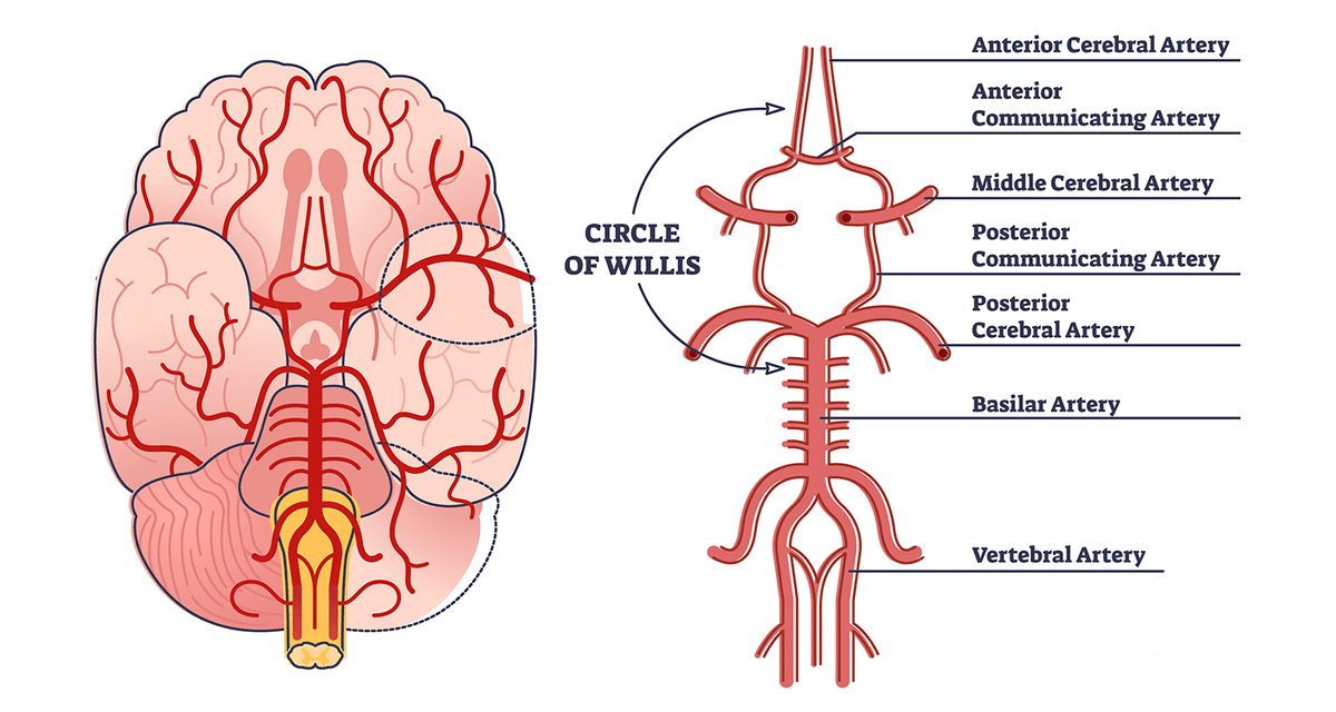 THE CIRCLE OF WILLIS

If you are an employee, do you have a Circle of Willis of your income?

You are one payslip away from poverty.

Don't sit comfortably in your employment.

Don't sit comfortably in the company's car. It is not yours.

Don't live comfortably in a government