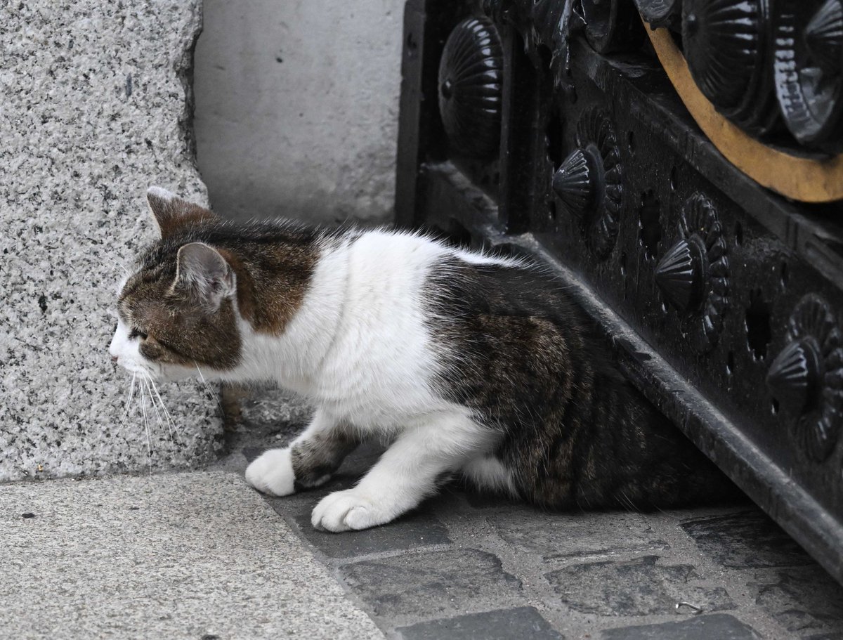 PoliticalPics (@politicalpics) on Twitter photo Dear Larry <a href="/Number10cat/">Larry the Cat</a> 18 next month and still very agile, Larry going for a visit to the FCO and back again, what a dude !! Dear Larry <a href="/Number10cat/">Larry the Cat</a> 18 next month and still very agile, Larry going for a visit to the FCO and back again, what a dude !!