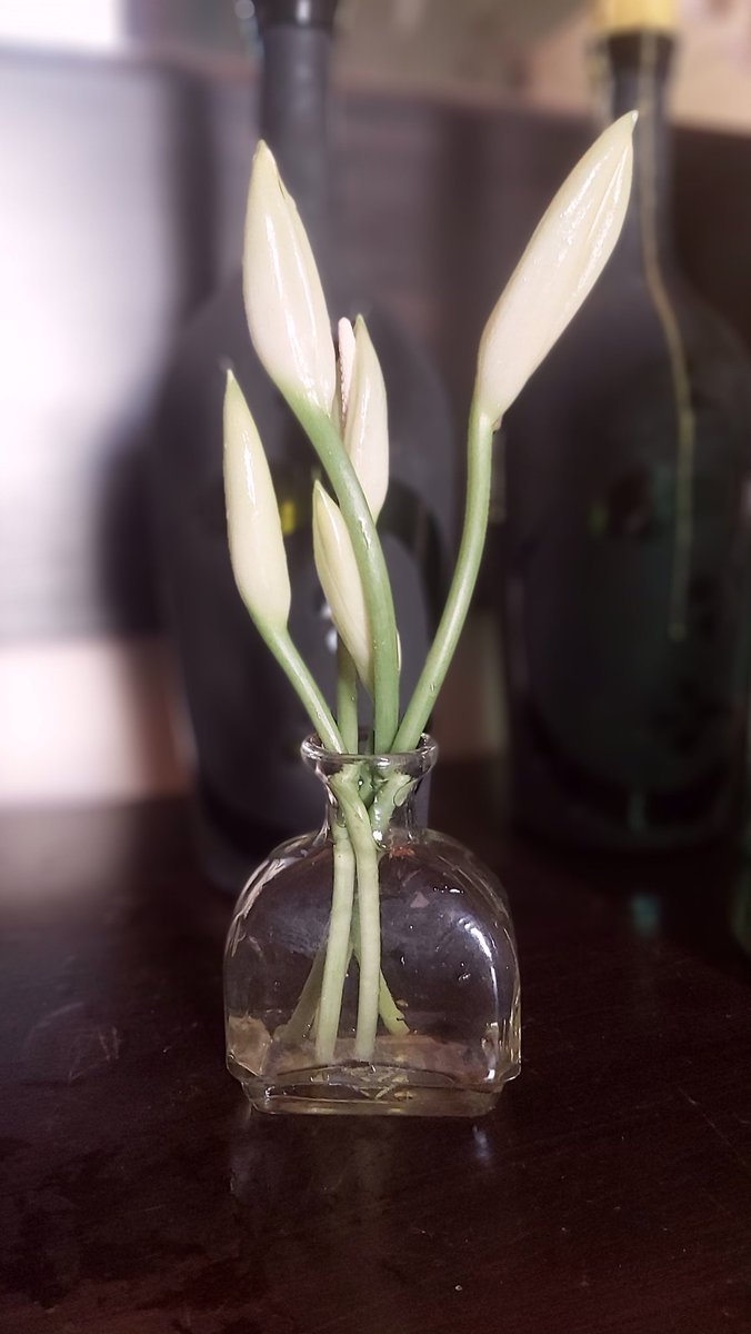 Las flores de la Aglaonema pattaya.