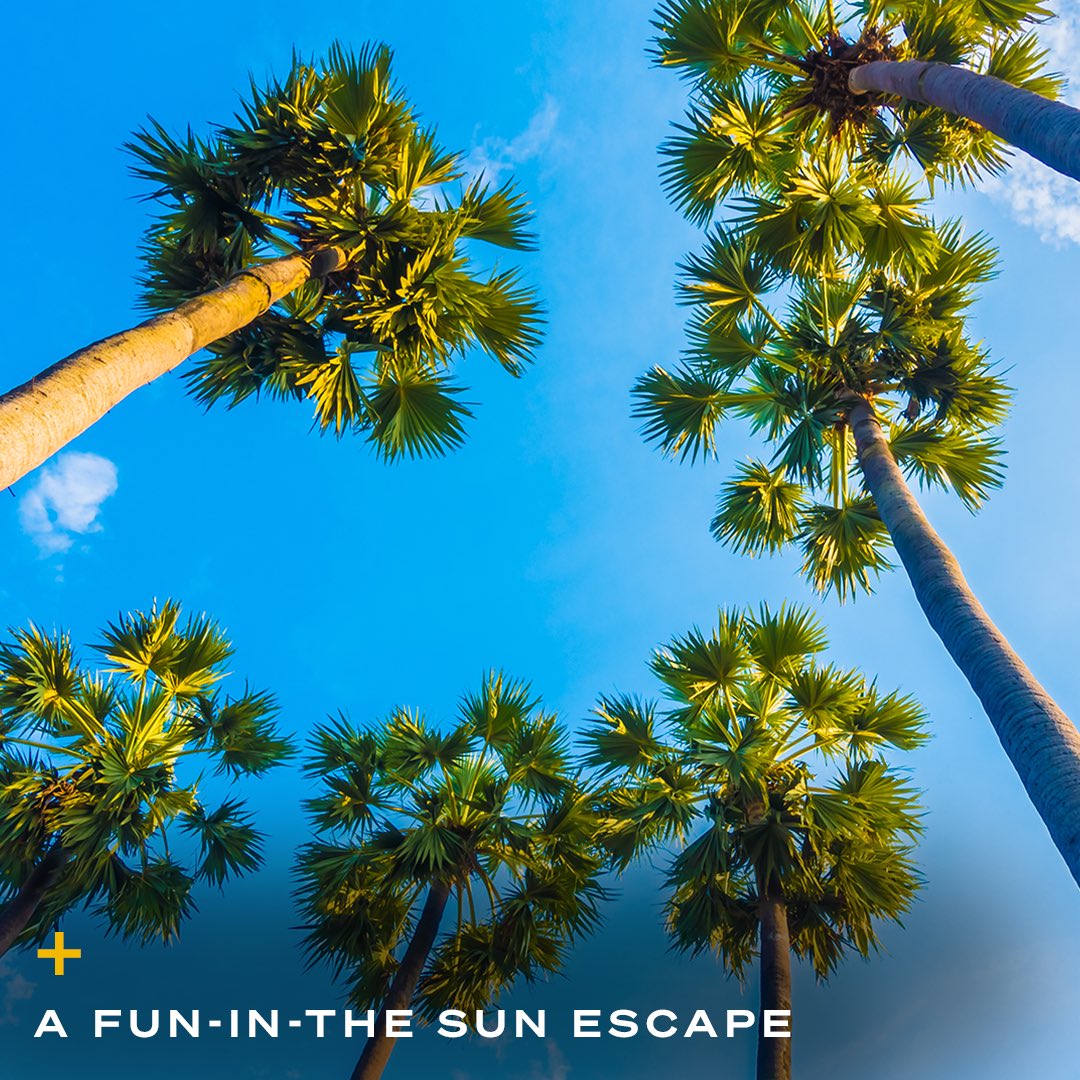 The holidays can be hard on your wallet — so unwrap unbeatable travel savings on resort stays around the world when you join Travel + Leisure GO

go.travelandleisure.com/#oktaLogin?act…

#traveldeals #wintertravel #holidaygifts #christmassavings #travelandleisure #familytravel #familyvacation