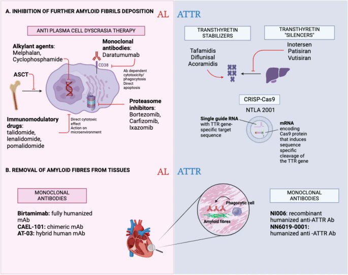 📣📣📣A comprehensive overview on the multifaceted mechanisms driving cardiac amyloidosis led by <a href="/EU_METAHEART/">COST Action EU-METAHEART</a> Core members
<a href="/liberale_luca/">Luca Liberale</a> <a href="/ChristophMaack/">Christoph Maack</a> <a href="/PKleinbongard/">Petra Kleinbongard</a> 
⏩link.springer.com/article/10.100…