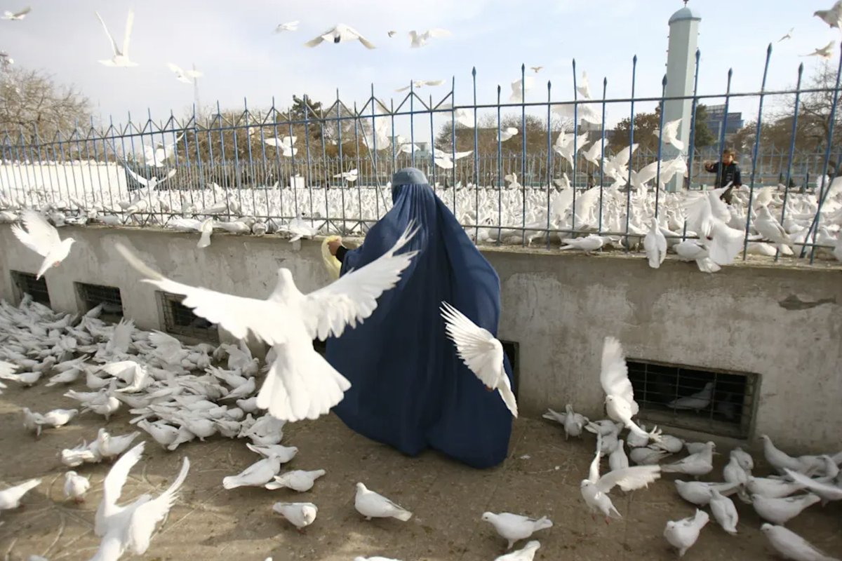 MalalaFund's tweet image. Since the Taliban took over Afghanistan in 2021, they have issued over 80 decrees that systematically oppress women and girls.
Afghan students, business owners and activists supported by Malala Fund partners @civ_engagement, @RahelaTrust and SRMO share how these decrees affect…