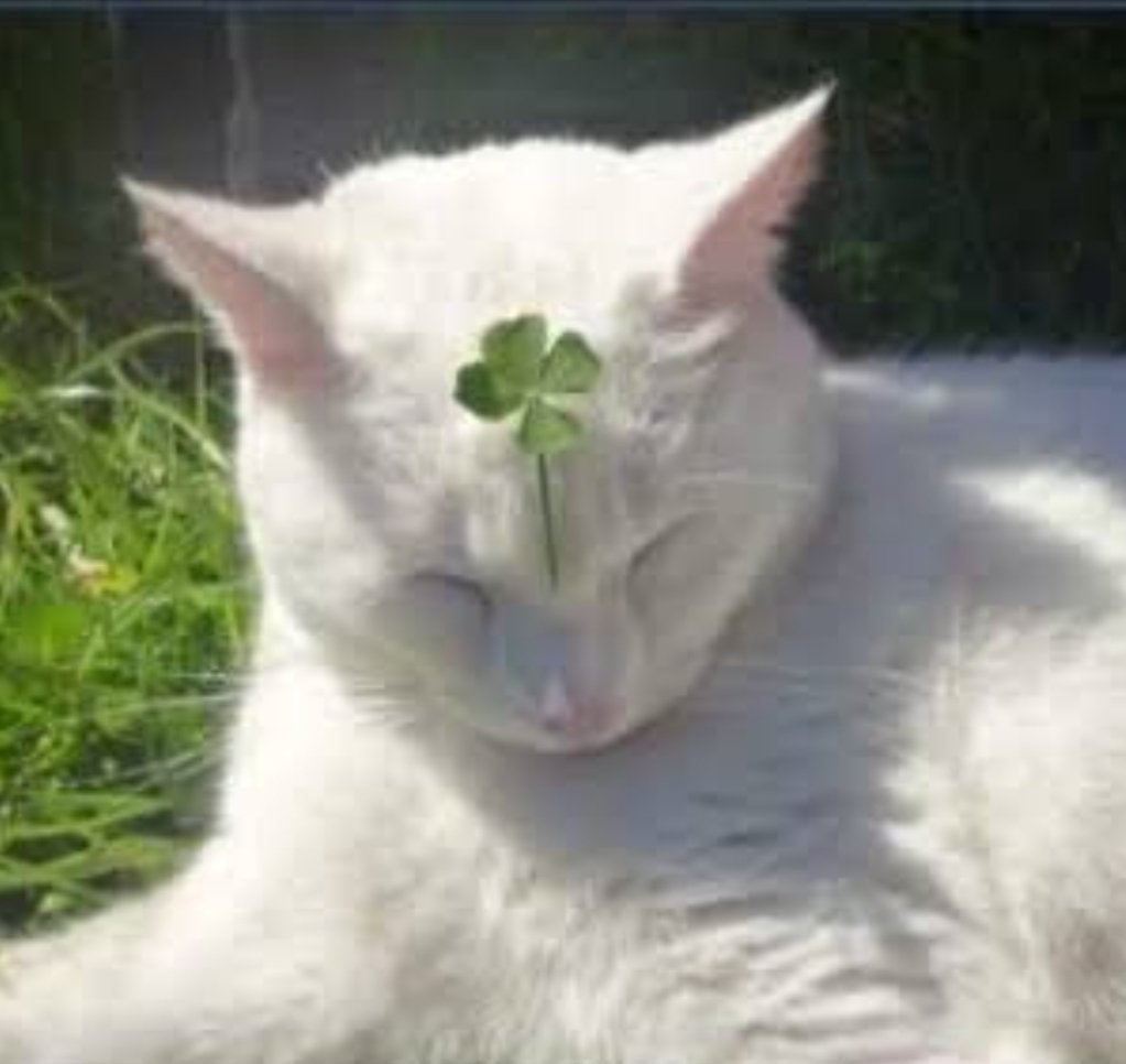 livbeedumb's tweet photo. makakapasa ka! claim this lucky clover cat 🐈 

#cpale https://t.co/mIgYmcYqke