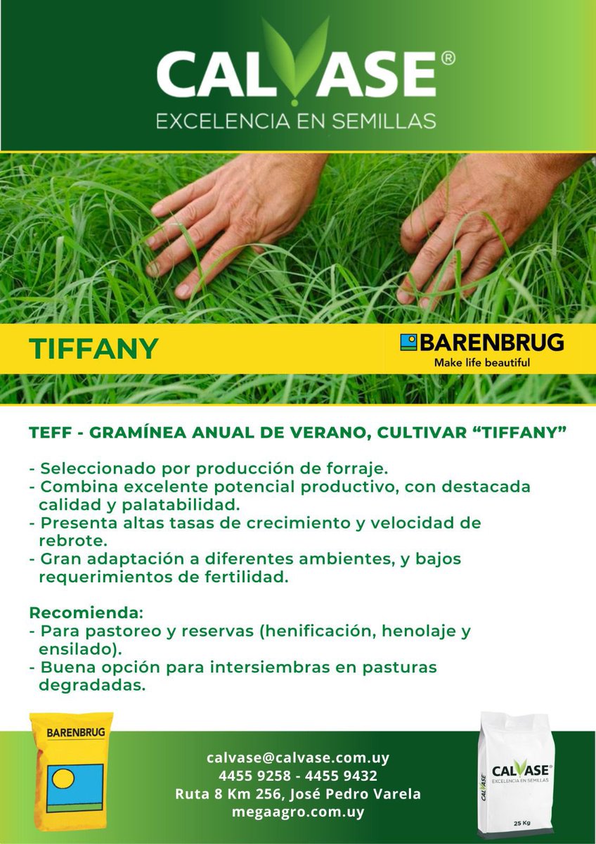 Verdeo de verano Teff Tiffany 💪🌱
👉 Combina alta producción de excelente calidad ➕ muy buenas implantaciones 
🐄🐃 Clientes pastoreando a las 40 días

Calvase, Excelencia en Semillas 😉