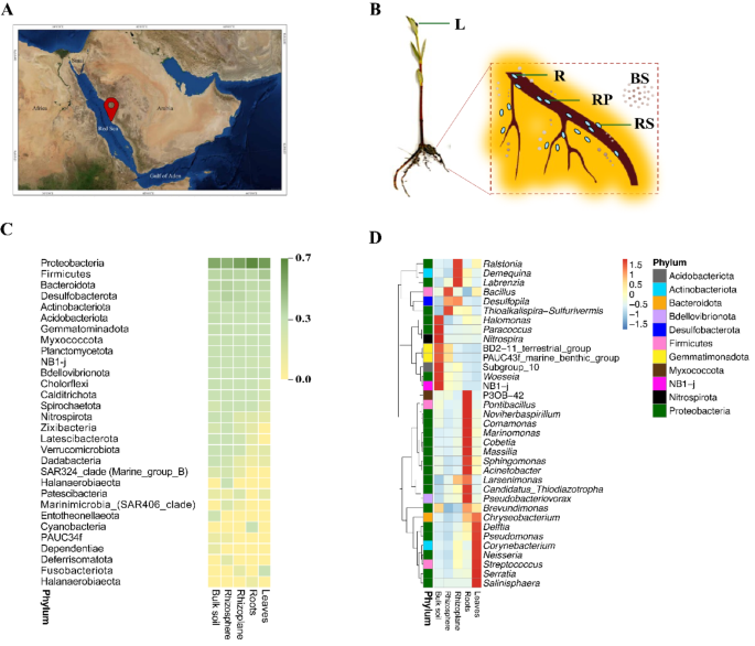 MicrobiomeJ's tweet photo. In Environmental #Microbiome
🚨Exploring the potential of #bacteria from #mangroves to enhance plant growth under #saline conditions🌊🌱
💡Identified bacterial strains hold potential for #biofertiliser development & ecological restoration projects
👉https://t.co/LNQ9vmCsMK https://t.co/3ozydJoRS7