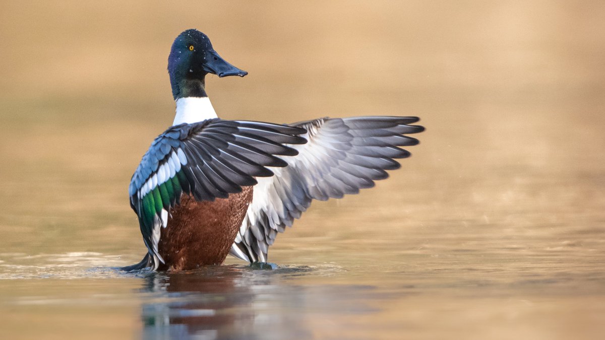 Gestern wurden auf dem #Rotsee die #Wasservögel in #Luzern gezählt. Es waren über 2500 Wasservögel, darunter 1244 Reiherenten, 1125 Tafelenten, 23 Löffelenten, 12 Krickenten und 5 Bekassinen. Für die Wintergäste sind ungestörte Rastplätze überlebenswichtig. #WVZ © Simon von Dach