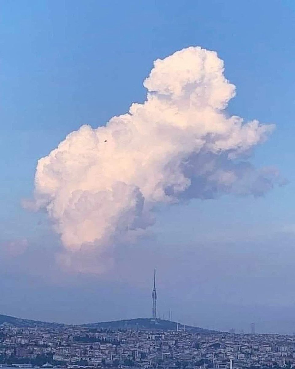 All dogs go to heaven ☁️❤️
#dog #daddyofdogs #dogs