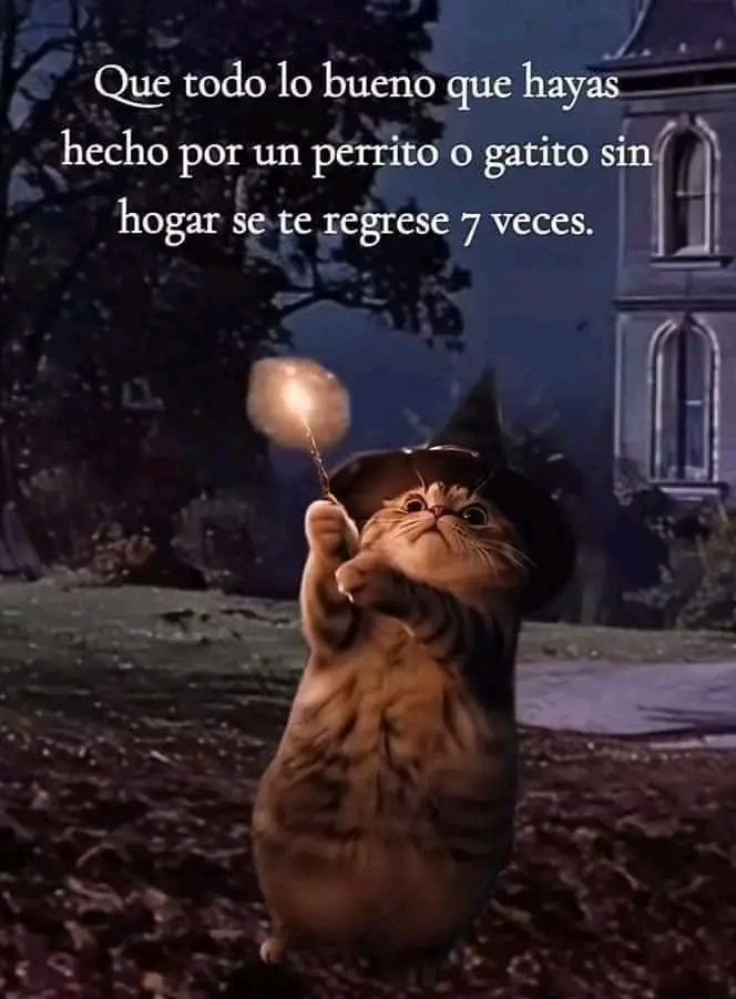 Tiofelino's tweet photo. Que todo lo bueno que hayas hecho por un gatito, perrito, etc., se te regrese 🪄🐱🐶🐾 https://t.co/RrCEQ3LFTB
